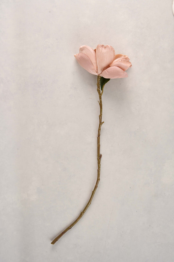 Magnolia Stem