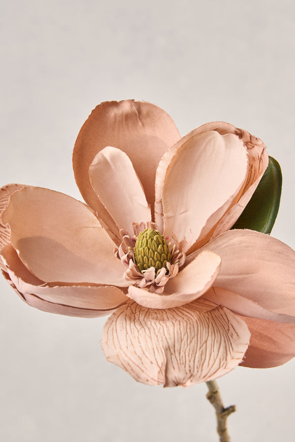 Magnolia Stem