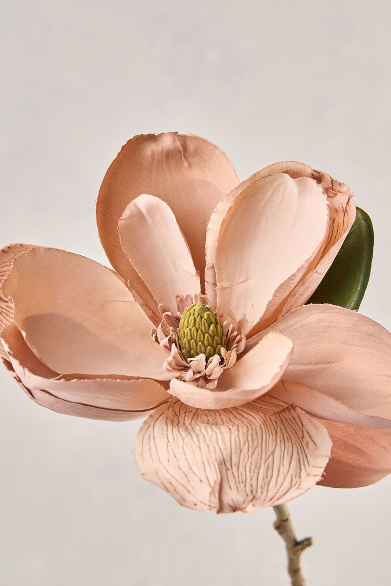 Magnolia Stem