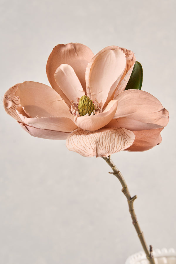 Magnolia Stem