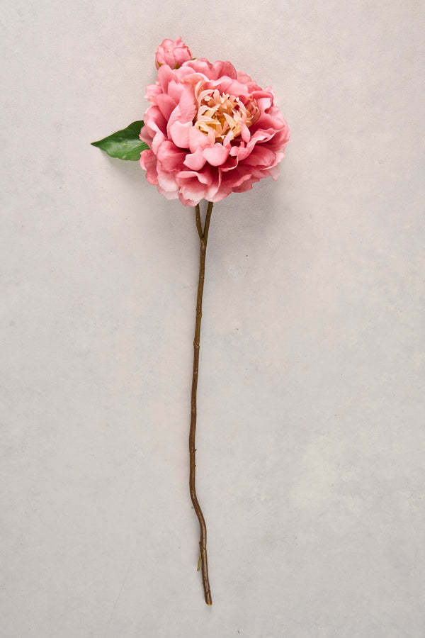 Peony Stem