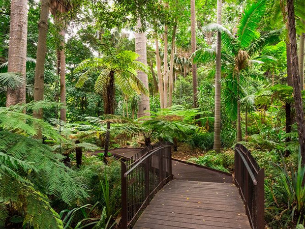 Fern Gully, The Botanical Gardens, Melbourne